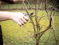 Obstbaumschnitt im Winter
														     