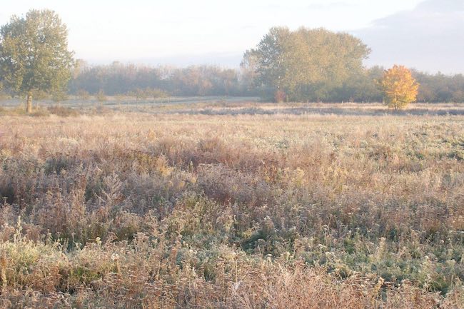 Herbst Wiese mit Nebel