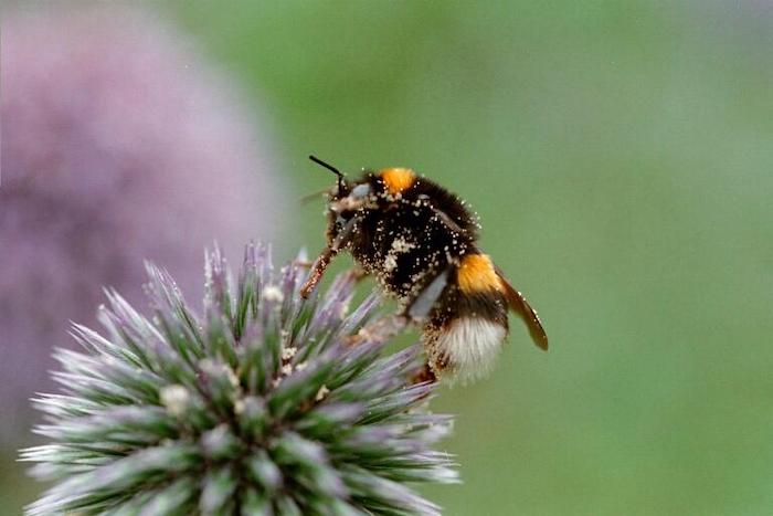 Hummel