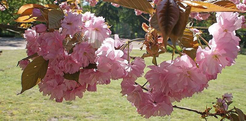 Blühender Baum