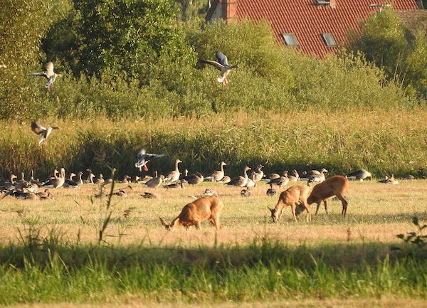 Rehe mit Wildgänsen © Wolfgang Schmidt