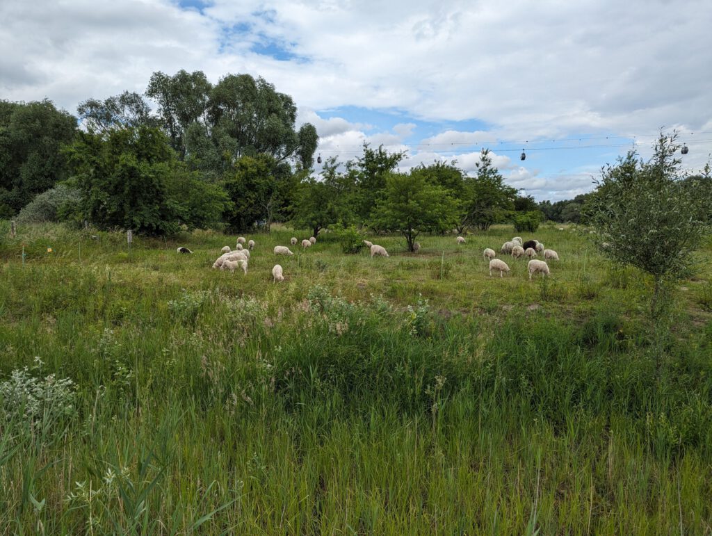Foto einer von Schafen beweideten Fläche, die sich im Kienbergpark im Bezirk Marzahn-Hellersdorf befindet.